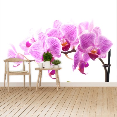 Zelfklevend fotobehang Roze orchidee