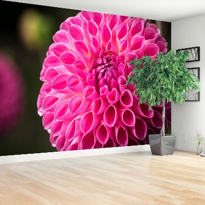 Zelfklevend fotobehang Dahlia roze