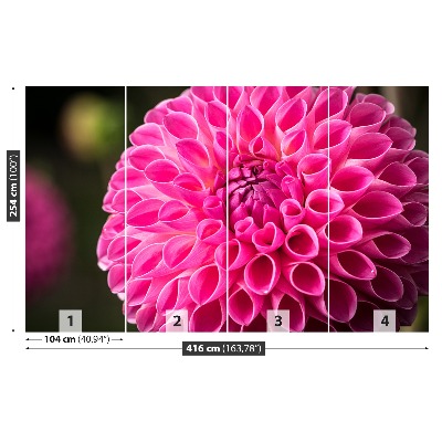 Zelfklevend fotobehang Dahlia roze