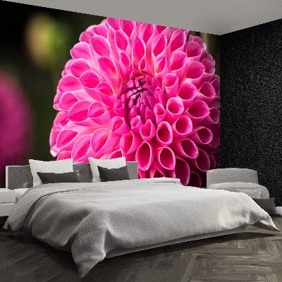 Zelfklevend fotobehang Dahlia roze