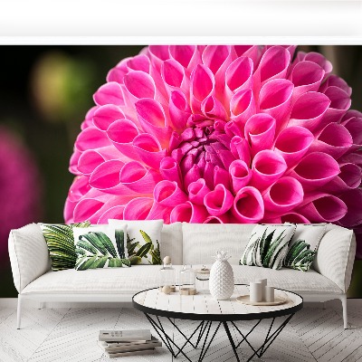 Zelfklevend fotobehang Dahlia roze