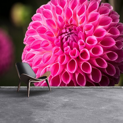 Zelfklevend fotobehang Dahlia roze