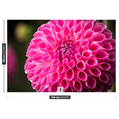 Zelfklevend fotobehang Dahlia roze