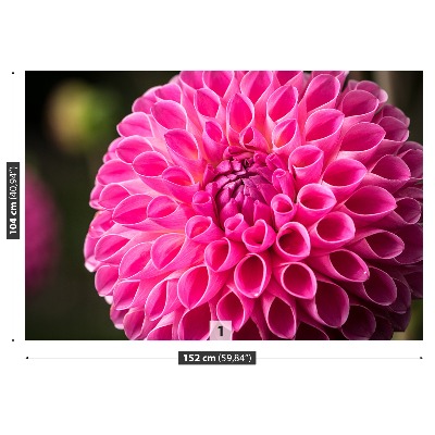 Zelfklevend fotobehang Dahlia roze