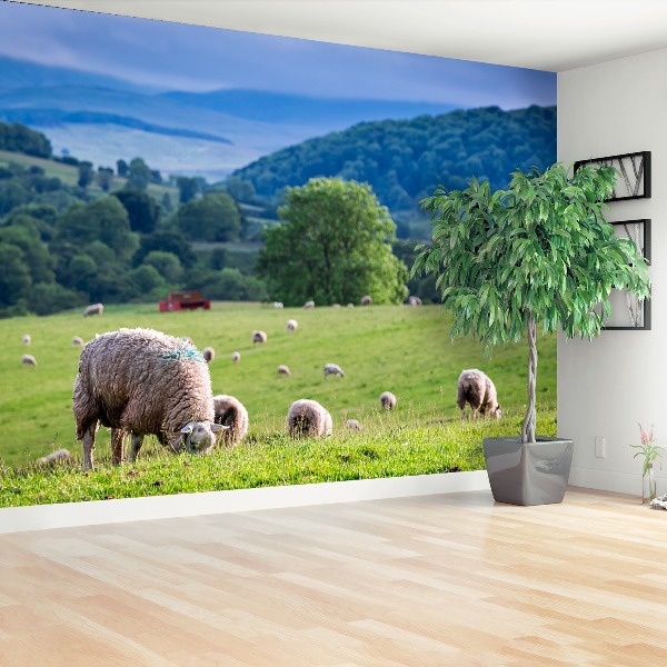 Fotobehang Schapen