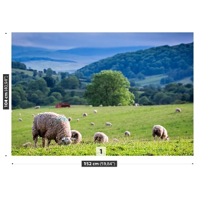 Fotobehang Schapen