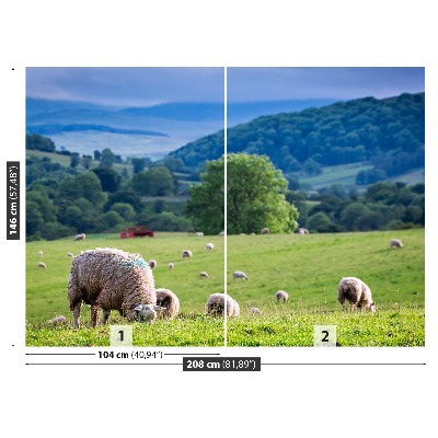 Fotobehang Schapen