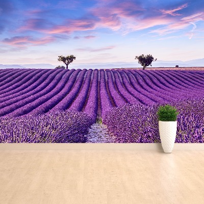 Fotobehang Lavendelveld