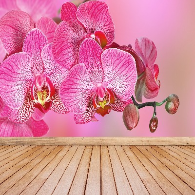 Zelfklevend fotobehang Roze orchidee