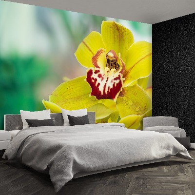 Zelfklevend fotobehang Gele orchidee