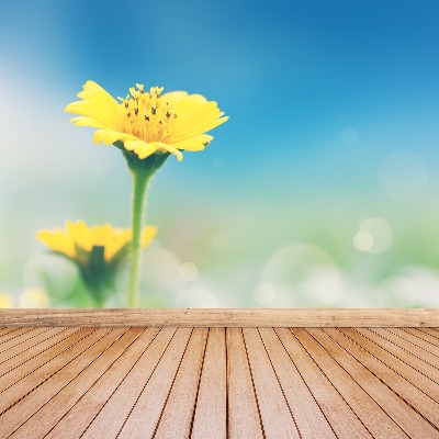 Zelfklevend fotobehang Gele paardebloem