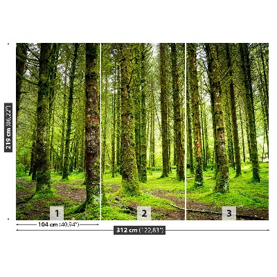 Zelfklevend fotobehang Bomen