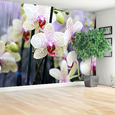 Zelfklevend fotobehang Orchideebloemen