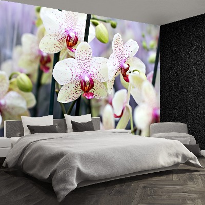 Zelfklevend fotobehang Orchideebloemen
