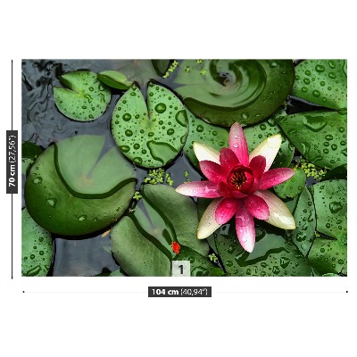 Zelfklevend fotobehang Lotusbloemvijver