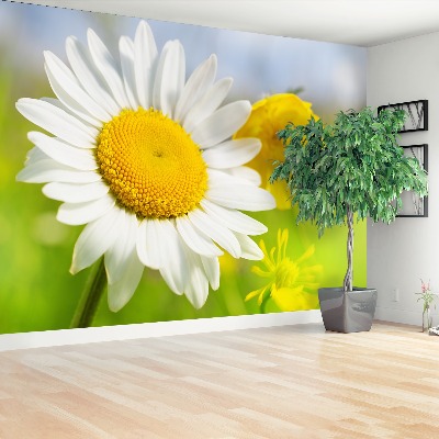 Zelfklevend fotobehang Kamille bloemen