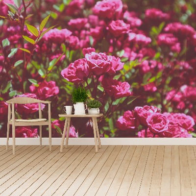 Zelfklevend fotobehang Roze rozen