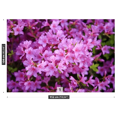 Fotobehang Rhododendron roze