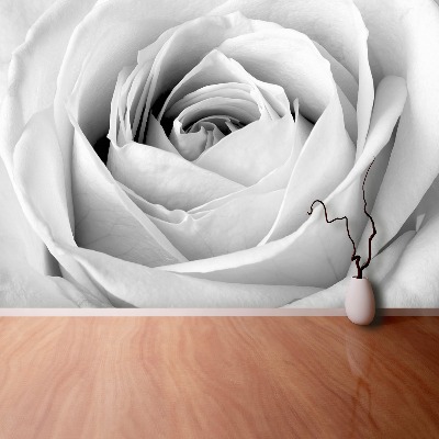 Fotobehang Witte roos