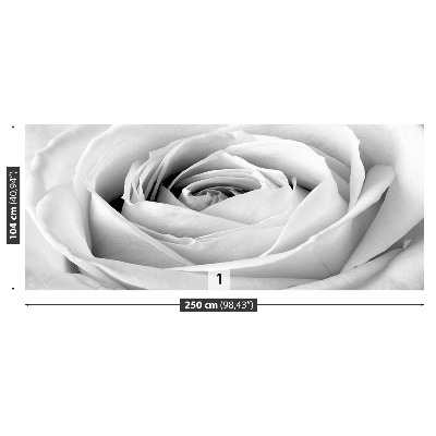 Fotobehang Witte roos