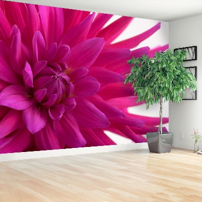 Fotobehang Dahlia roze