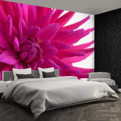 Fotobehang Dahlia roze