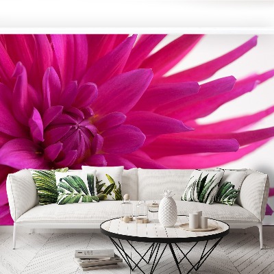 Fotobehang Dahlia roze