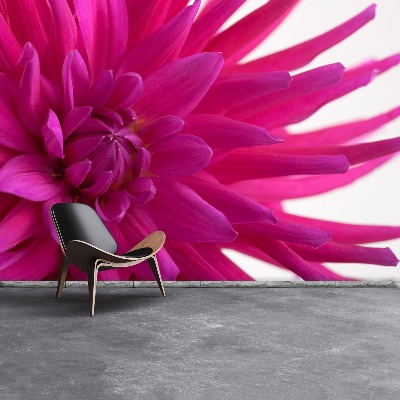 Fotobehang Dahlia roze