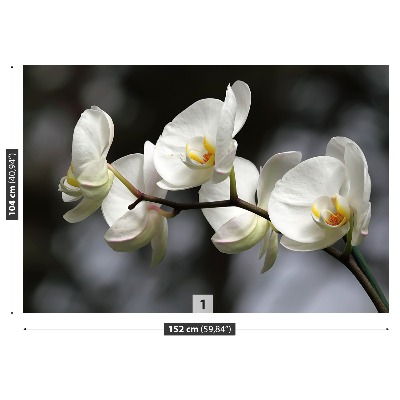 Fotobehang Witte orchidee