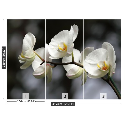 Fotobehang Witte orchidee