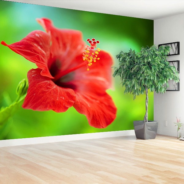 Fotobehang Rode hibiscus