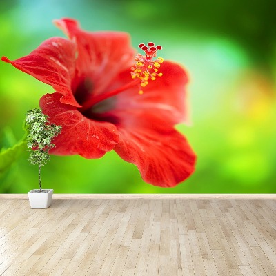 Fotobehang Rode hibiscus