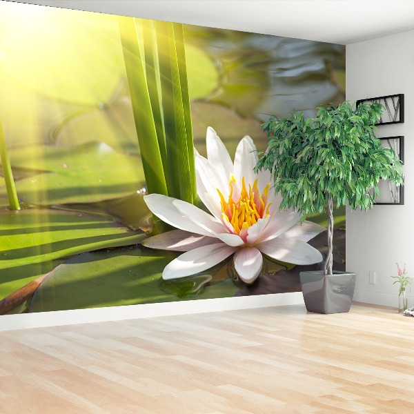 Fotobehang Lotus en vijver