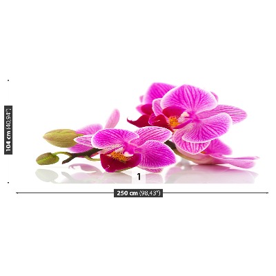 Fotobehang Orchideebloemen