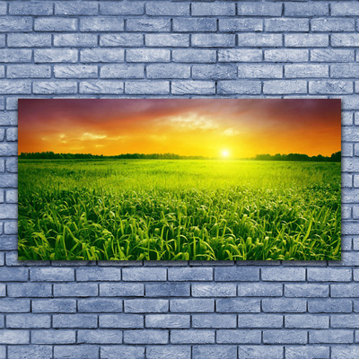 Foto op plexiglas Field sunrise tarwe
