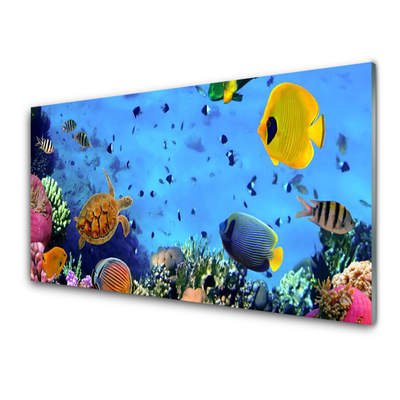 Foto op plexiglas Coral reef fish nature