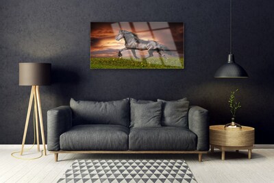 Foto op plexiglas Black horse meadow dieren