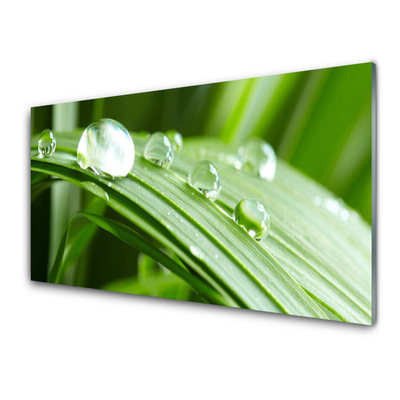 Foto op plexiglas Leaf dew drops
