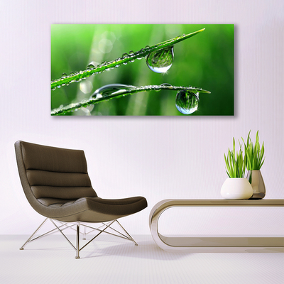 Foto op plexiglas Grass dew drops