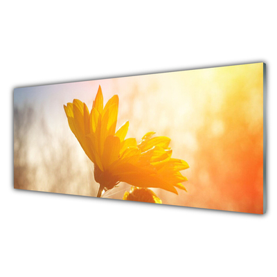 Foto op plexiglas Zonnebloem