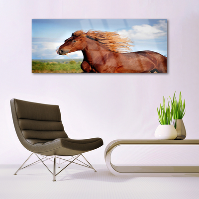 Foto op plexiglas Horse dieren