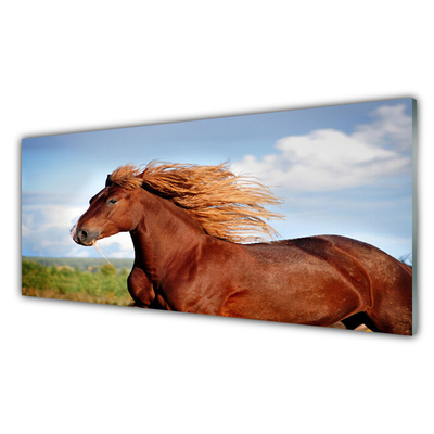 Foto op plexiglas Horse dieren