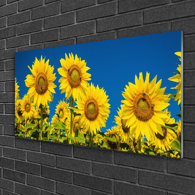 Plexiglas foto Planten zonnebloemen