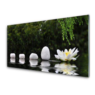 Plexiglas foto Lotus flower waterlelie