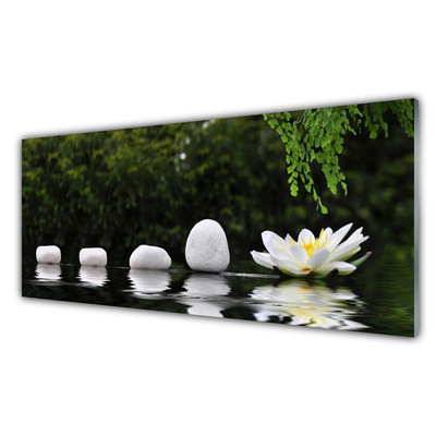 Plexiglas foto Lotus flower waterlelie
