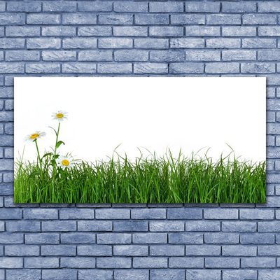 Plexiglas foto Grass nature plant