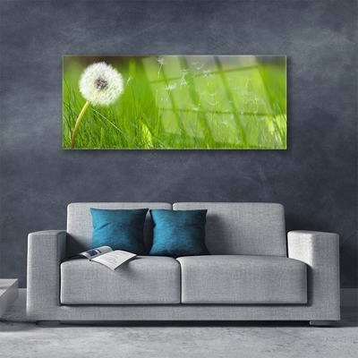 Plexiglas foto Dandelion grass plant