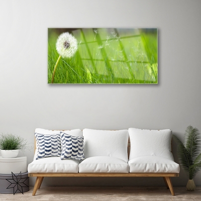 Plexiglas foto Dandelion grass plant