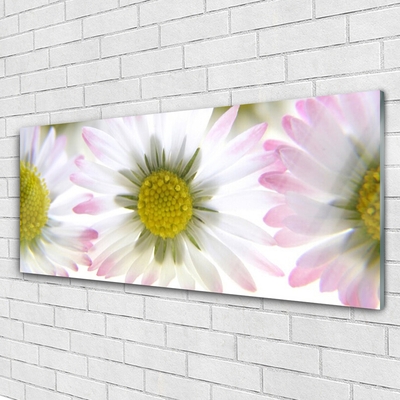 Plexiglas foto Daisy plant nature