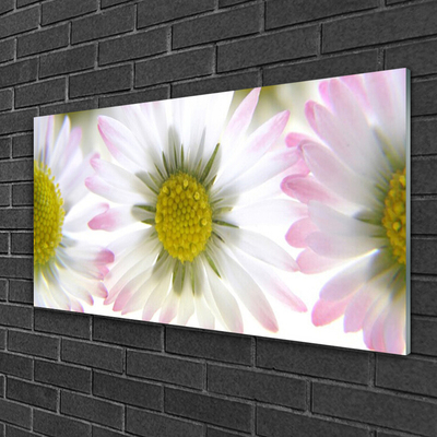 Plexiglas foto Daisy plant nature